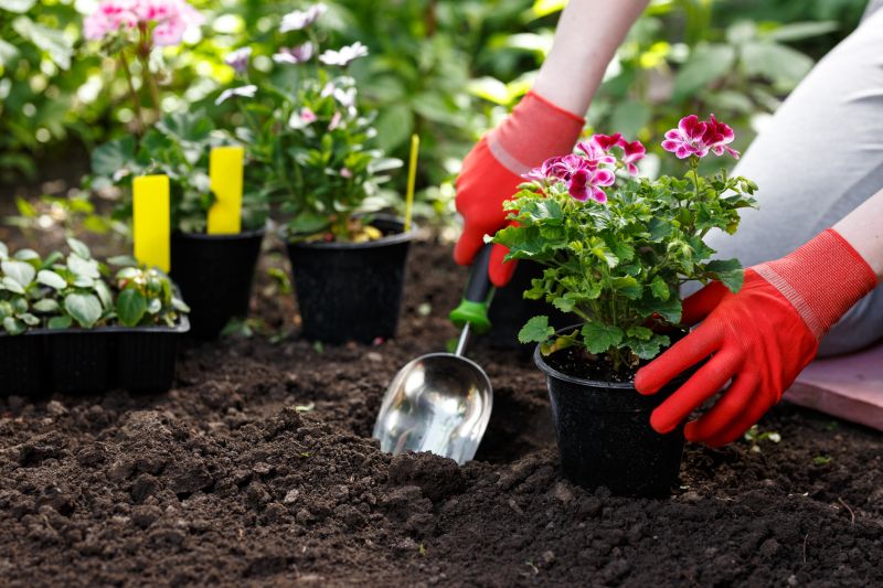 Zinnia Planting
