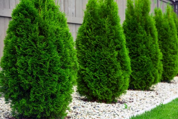 Arborvitae Planting in Carson City