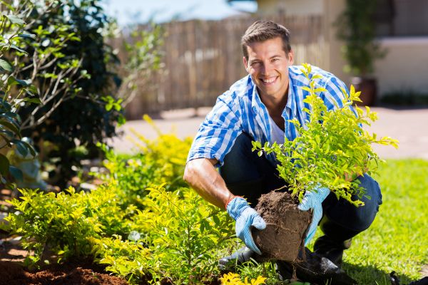 Bush Planting Service in Carson City