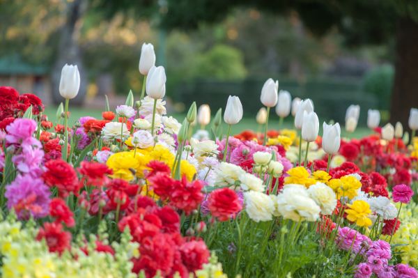 Gardening Service in Carson City
