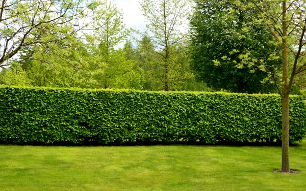Hedge Planting in Carson City