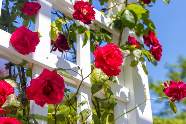 Home Gardening Service in Carson City