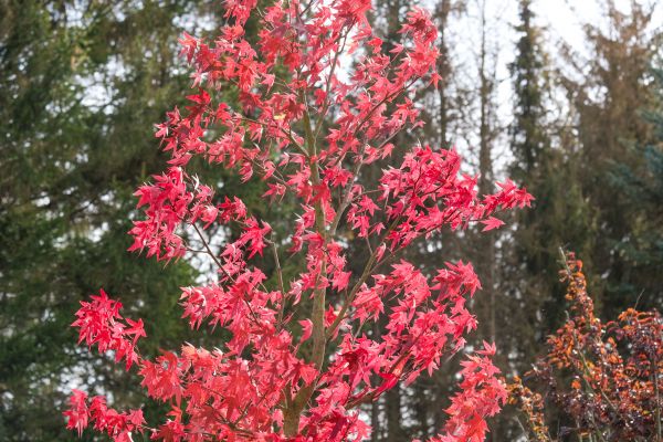 Japanese Maple Planting in Carson City