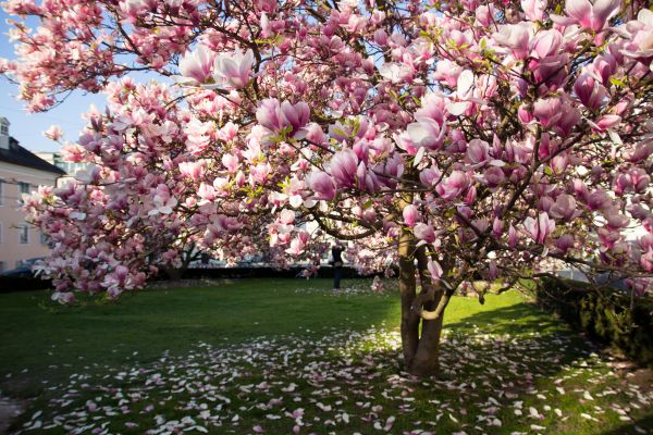Magnolia Tree Planting in Carson City