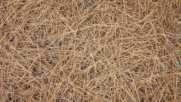 Pine Needles Delivery in Carson City