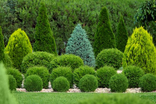 Shrub Replacement in Carson City