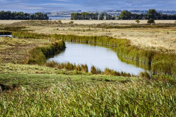 Swale Landscaping in Carson City