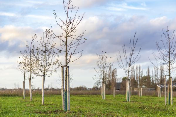 Tree Installation Service in Carson City