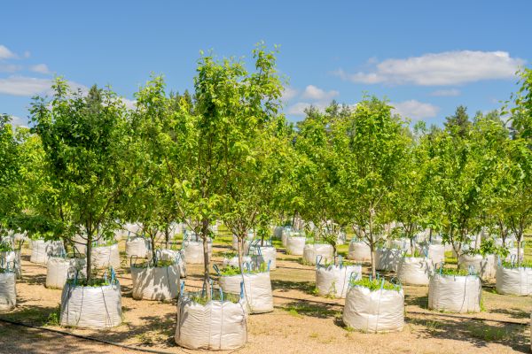 Tree Planting Service in Carson City