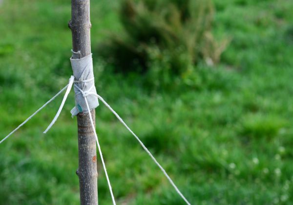 Tree Staking Service in Carson City