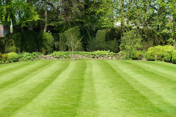 Lawn Renovation in Carson City
