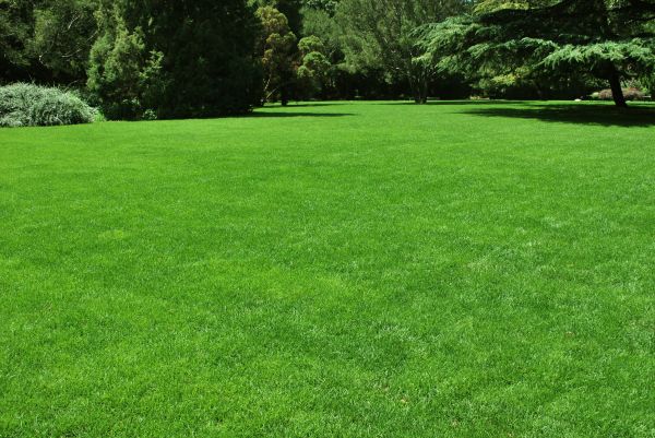 Lawn Landscaping in Carson City