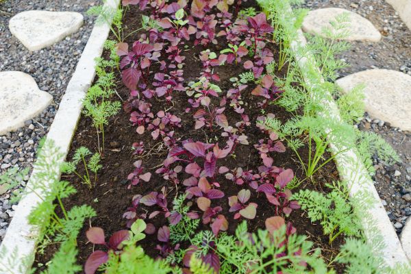 Edging Installation in Carson City
