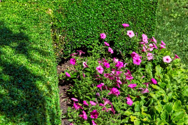 Softscaping Service in Carson City