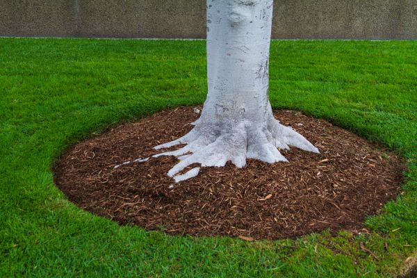 Brown Mulch Installation in Carson City