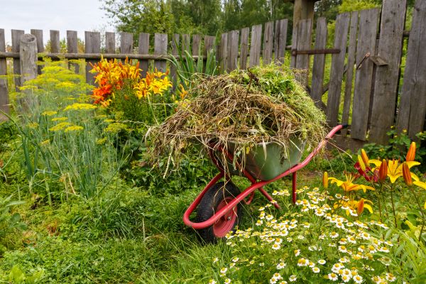 Garden Cleanup Service in Carson City