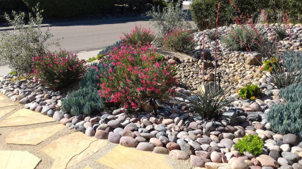 Xeriscape Landscaping in Carson City