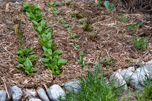 Mulch Service in Carson City