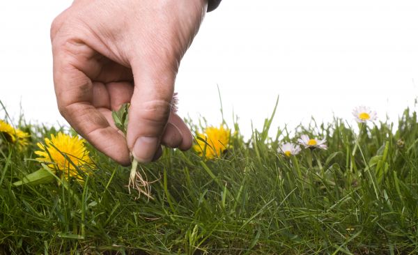 Lawn Weeding in Carson City
