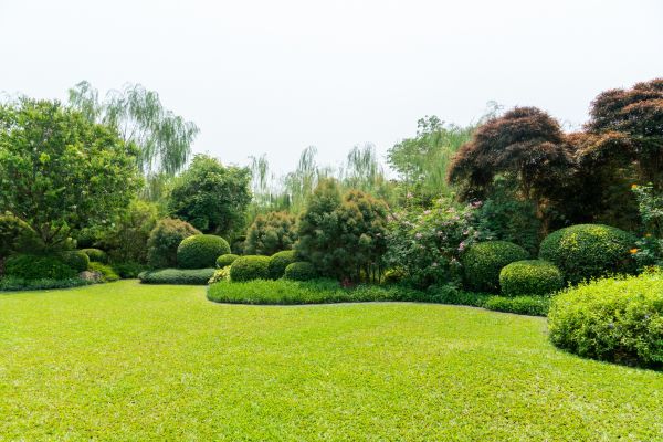 Tree Landscaping in Carson City