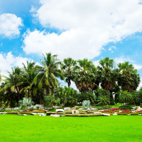 Tropical Landscaping in Carson City
