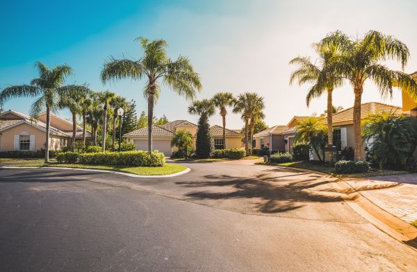 Palm Tree Landscaping in Carson City
