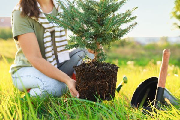 Spruce Tree Planting in Carson City