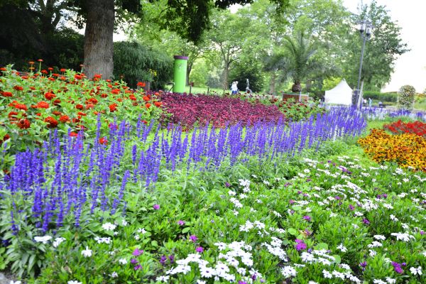 Perennials Planting in Carson City