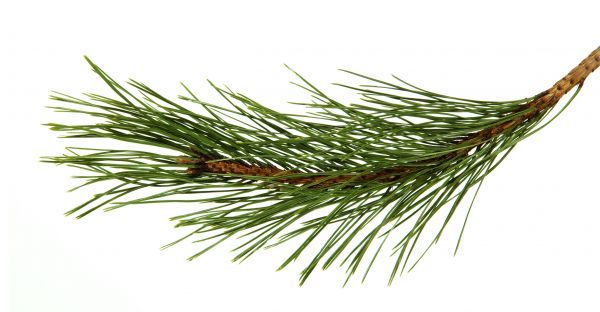 Pine Needles Installation in Carson City