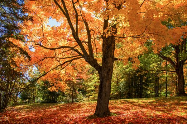 Maple Tree Planting in Carson City