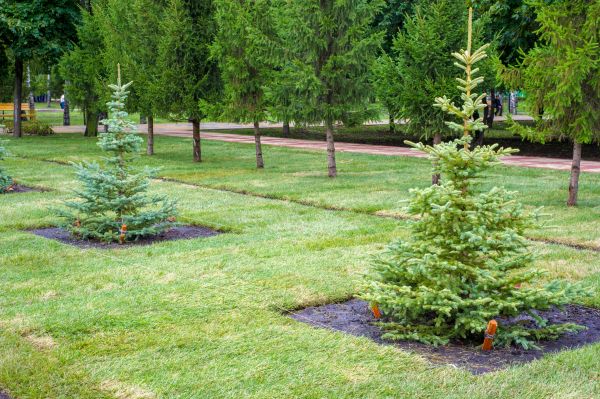 Privacy Trees Planting in Carson City