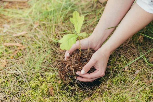 Oak Tree Planting in Carson City