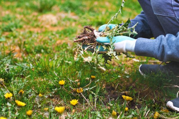 Flower Bed Clearing in Carson City