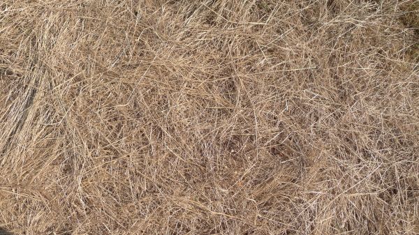 Pine Straw Replacement in Carson City