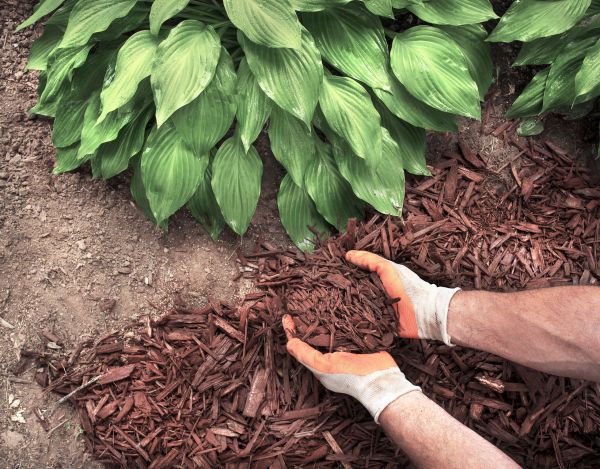 Bark Spreading in Carson City