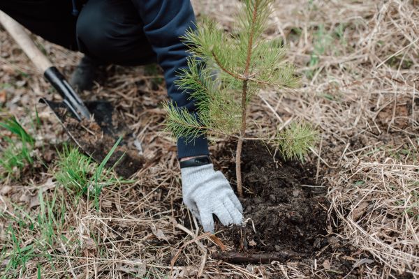 Pine Tree Planting in Carson City