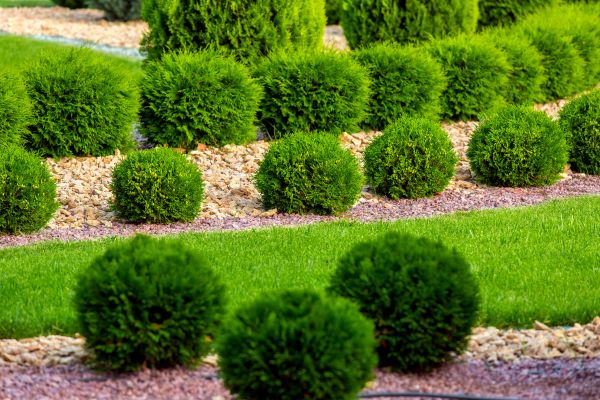 Bush Replacement in Carson City