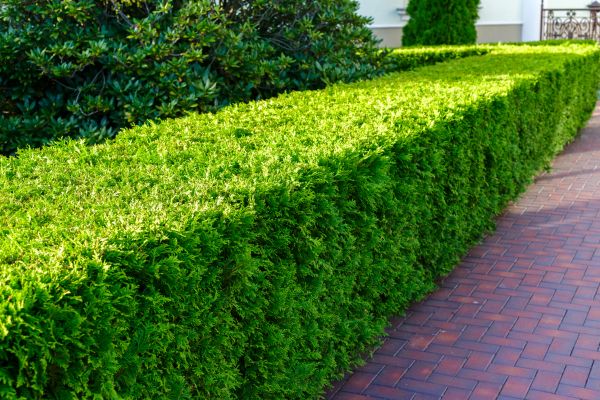 Hedge Installation in Carson City