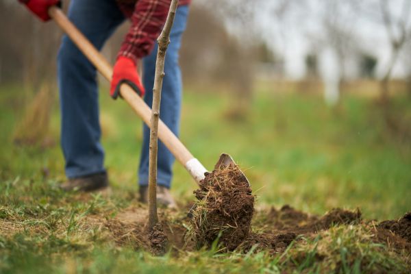 Trees Planting in Carson City