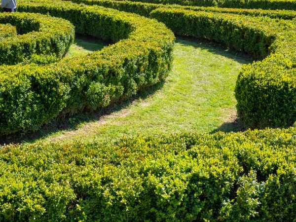 Bush Landscaping in Carson City