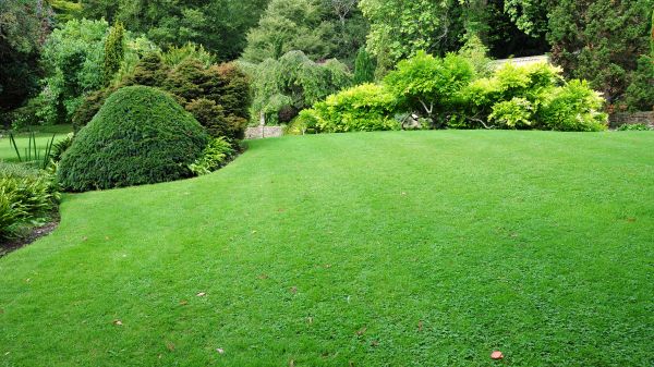 Commercial Landscape Design in Carson City