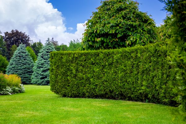 Hedge Landscaping in Carson City