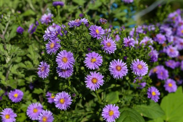 Perennial Flower Planting in Carson City