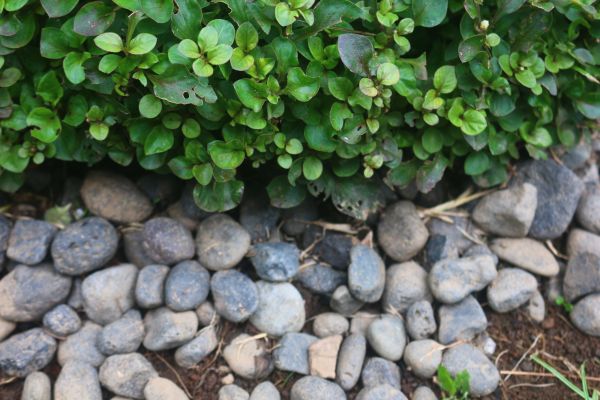 River Stone Installation in Carson City