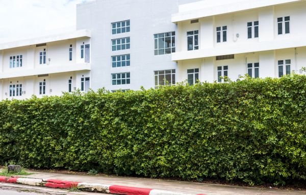 Privacy Landscaping in Carson City