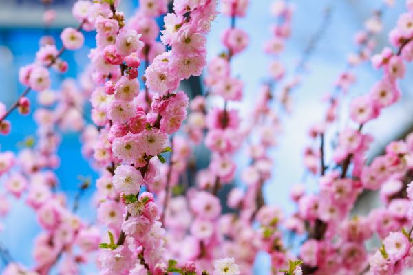 Japanese Cherry Tree Planting in Carson City