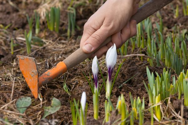 Flower Garden Weeding in Carson City
