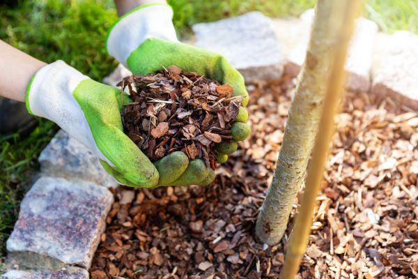 Tree Bark Delivery in Carson City