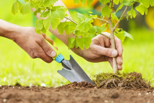 Fruit Tree Planting in Carson City