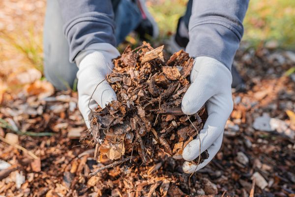 Shredded Mulch Installation in Carson City